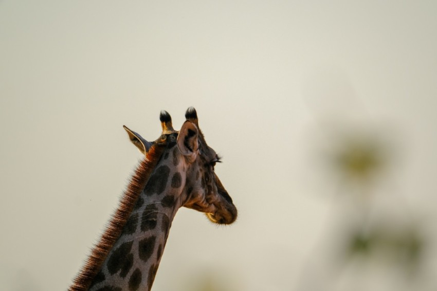 a close up of a giraffe with a blurry background