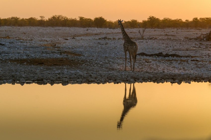 two giraffes standing next to a body of water