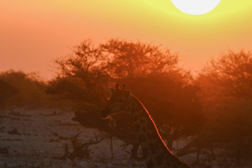 a giraffe standing in the middle of a field