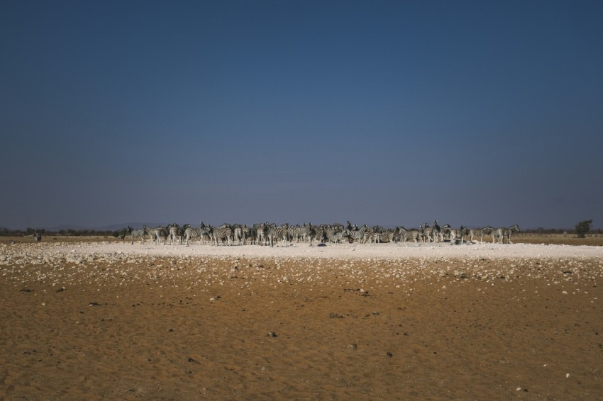 a herd of animals standing on top of a dry grass field DwxrD8