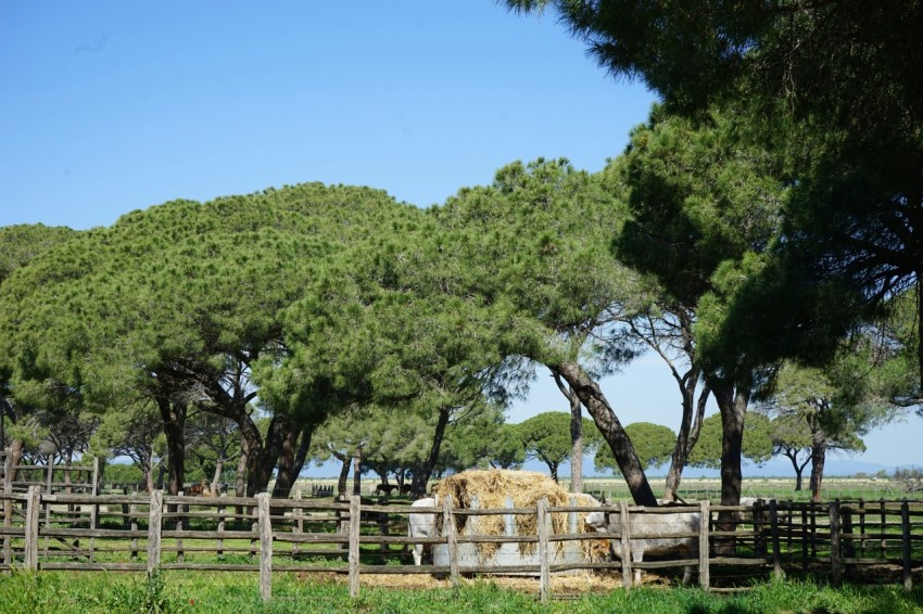 a cow is standing in a fenced in area