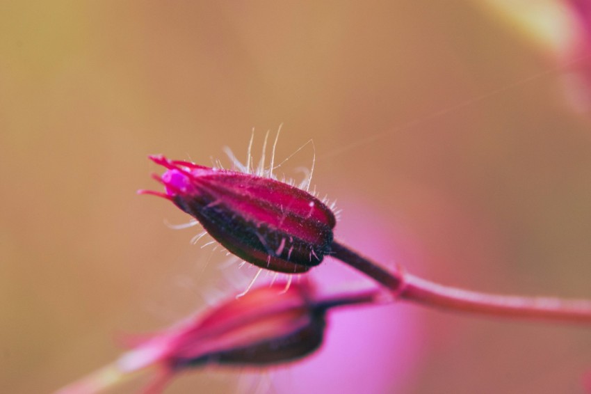 a close up of a flower with a blurry background