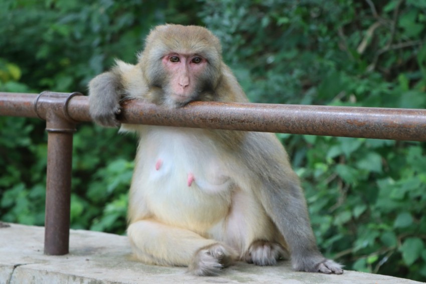 a monkey that is sitting on a rail