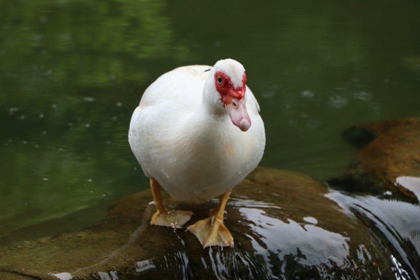 a white duck standing on a rock in the water