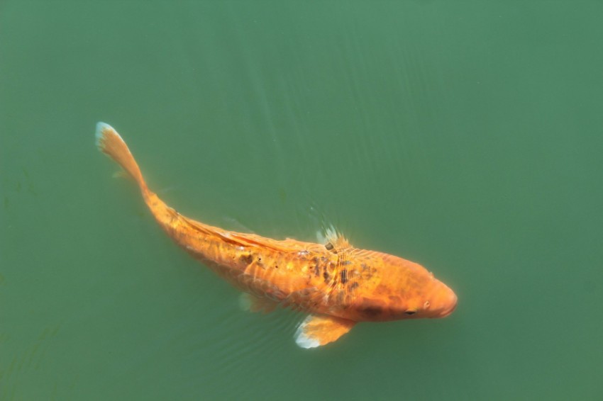 a large orange fish floating on top of a body of water