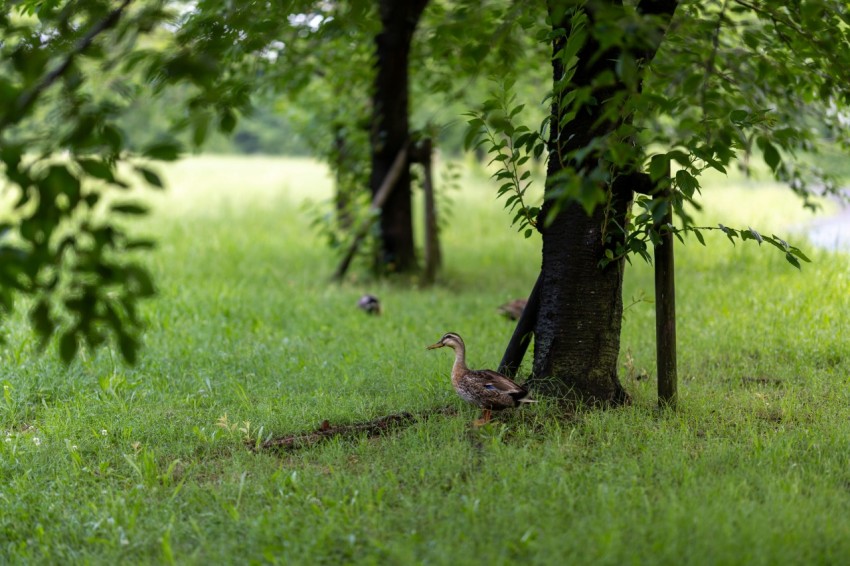 a couple of birds that are standing in the grass