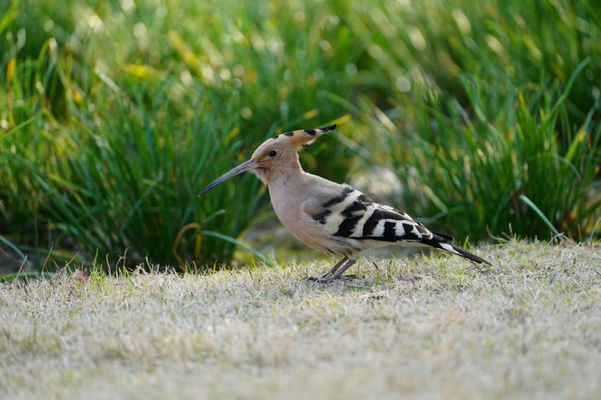 a bird standing on the ground in the grass