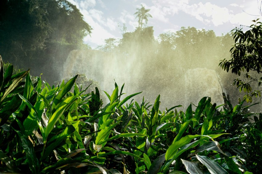 a large amount of green plants in a field