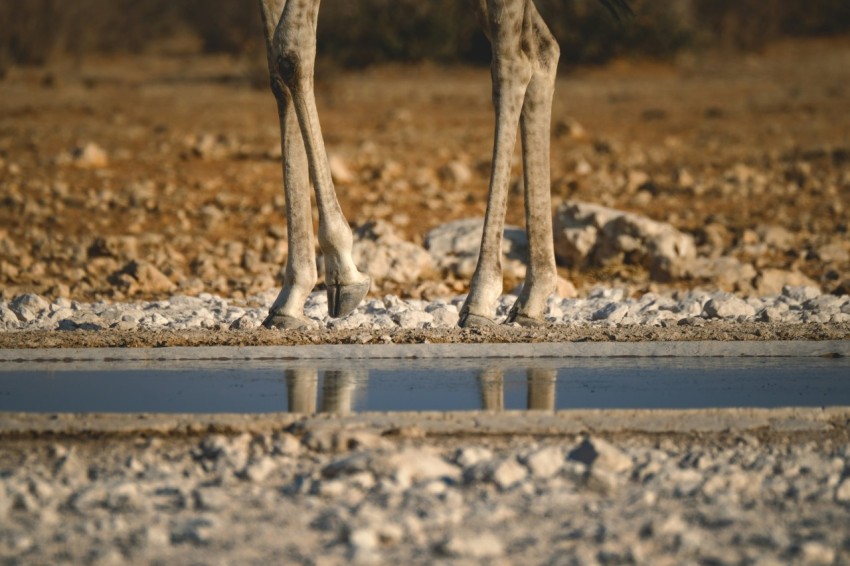 a couple of giraffe standing next to each other