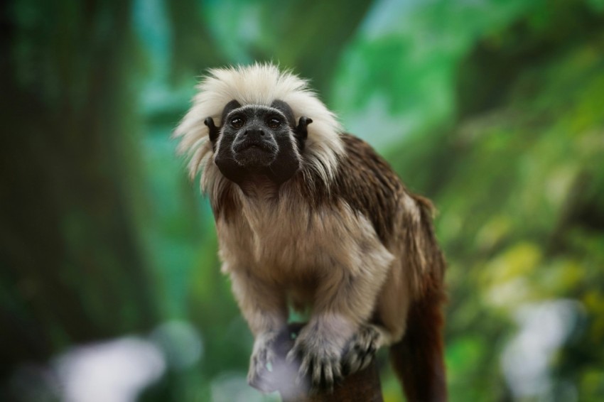 a monkey sitting on top of a tree branch