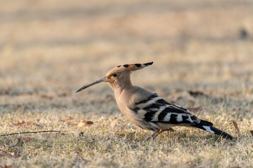 a bird with a long beak standing in a field