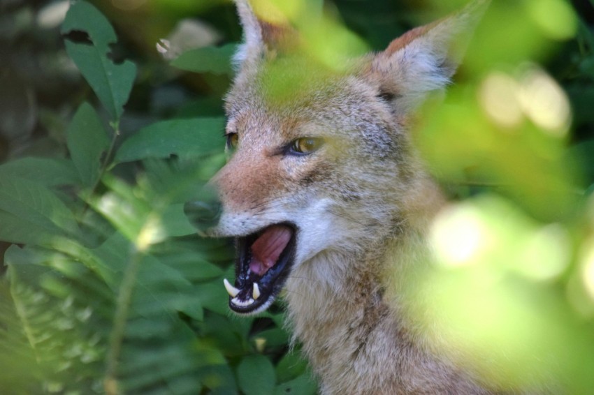 a close up of a fox with its mouth open