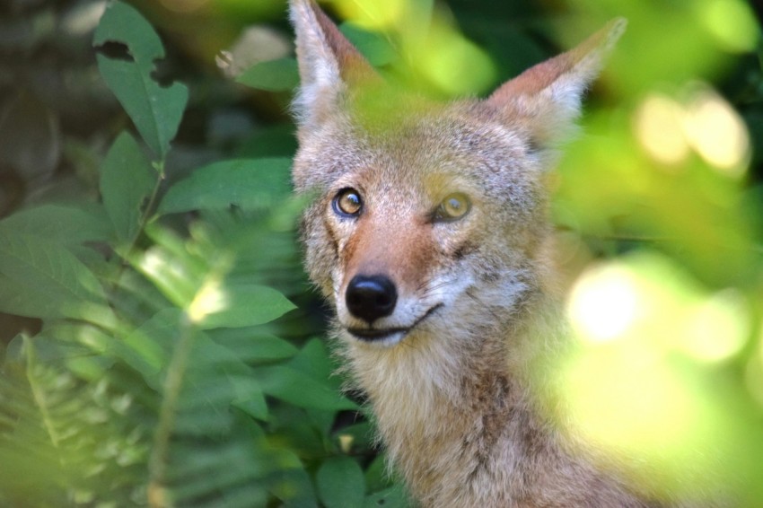 a close up of a fox in a forest