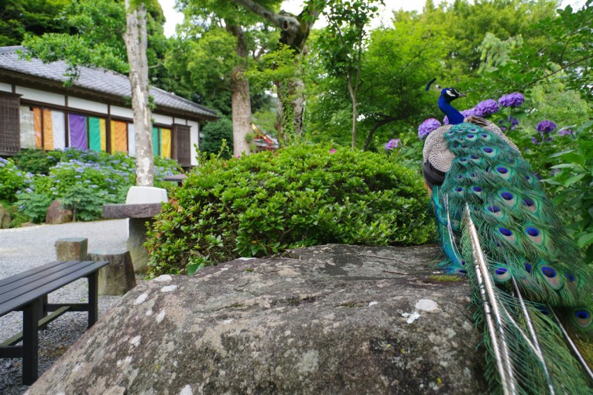 a peacock sitting on top of a large rock