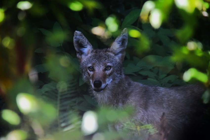 a close up of a small animal in a forest