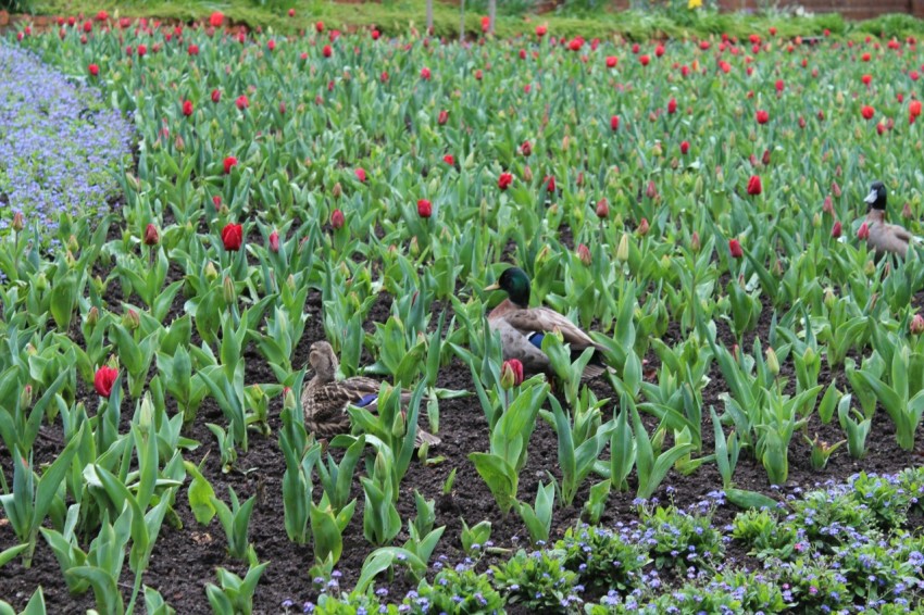 two ducks are sitting in a field of flowers