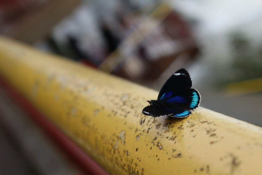 a blue butterfly sitting on top of a yellow pipe