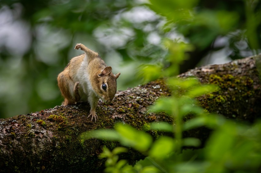 a squirrel is standing on a tree branch