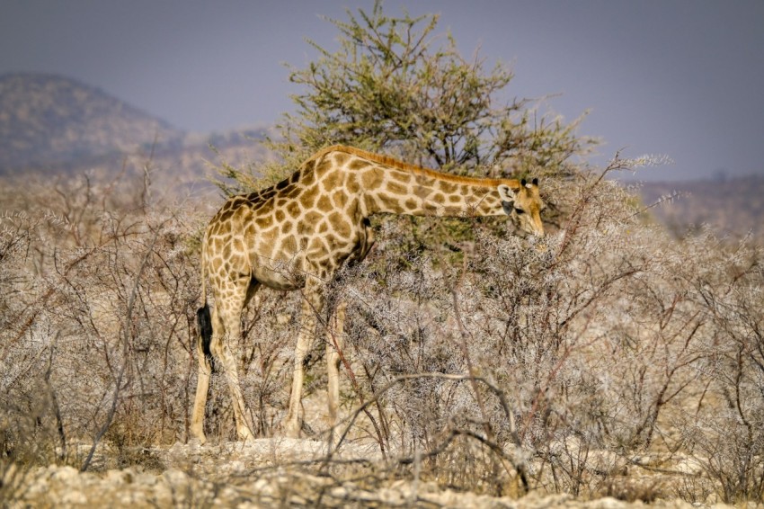 a giraffe eating leaves from a tree in the wild