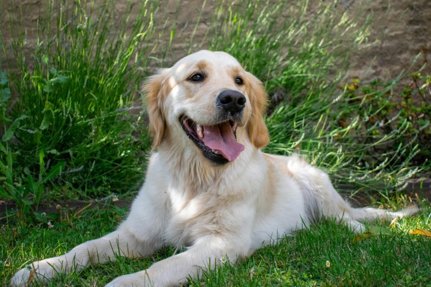 a dog laying in the grass with its tongue out afBc