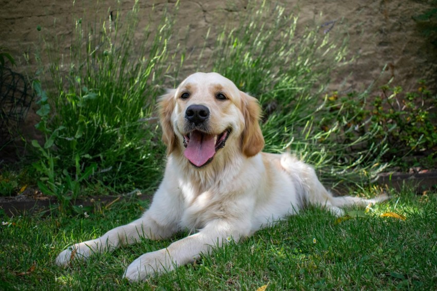 a dog laying in the grass with its tongue out