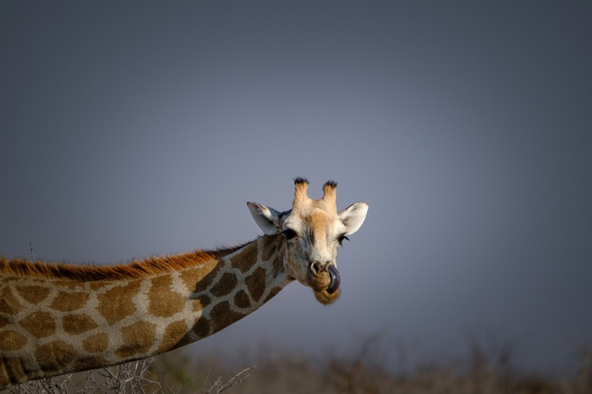 a giraffe standing in a dry grass field