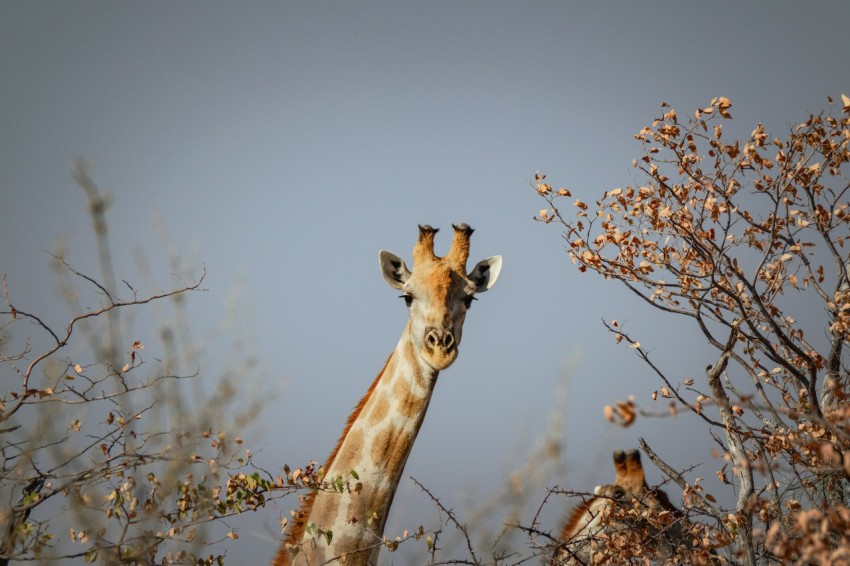 a couple of giraffe standing next to each other