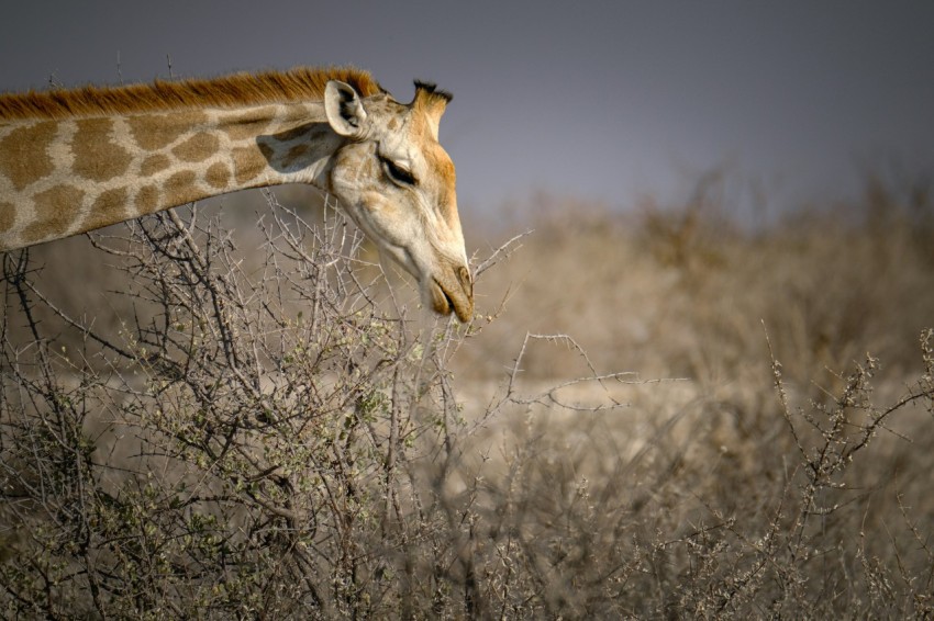 a giraffe standing in the middle of a field