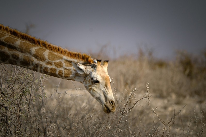 a giraffe standing in a dry grass field