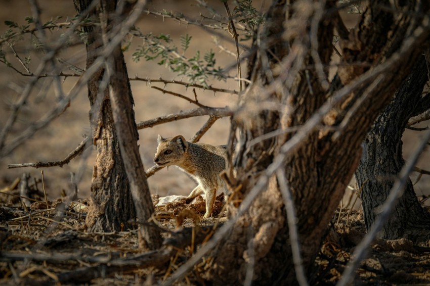 a small animal standing in the middle of a forest