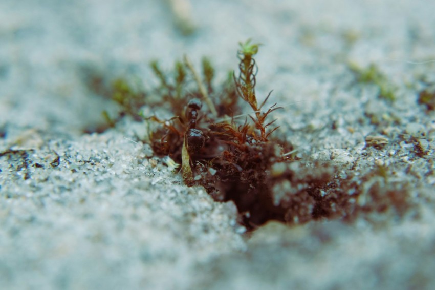 a close up of a plant growing out of the ground PM n7cUHw