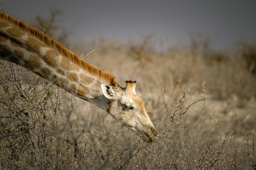 a giraffe standing in a dry grass field