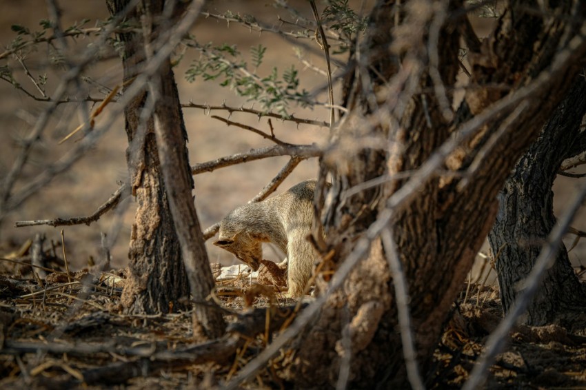 a couple of animals that are standing in the dirt