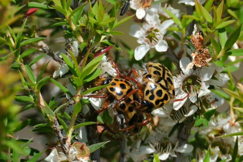 a couple of bugs sitting on top of a tree