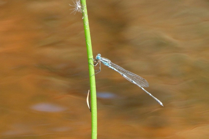 a dragonfly sitting on top of a plant next to a body of water kQTQYybu