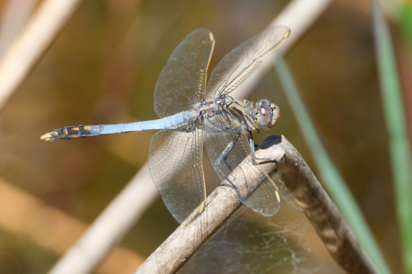 a small blue dragonfly sitting on a branch u