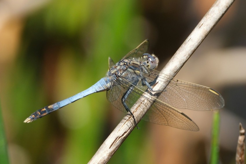 a blue dragonfly resting on a twig