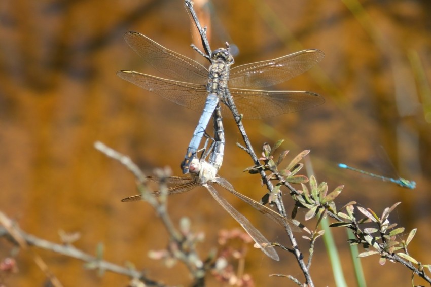 a close up of a dragonfly on a plant