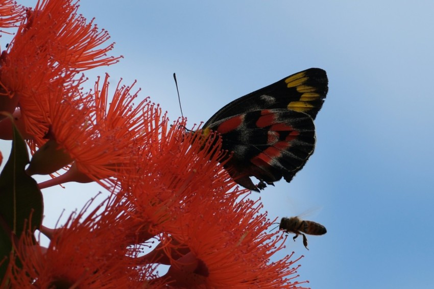 a butterfly that is sitting on a flower