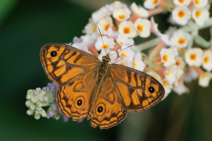 a close up of a butterfly on a flower