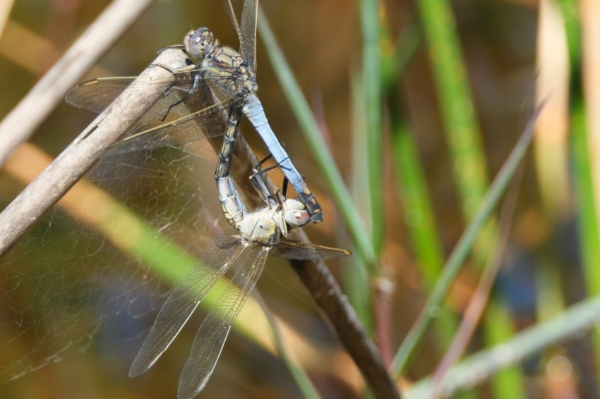 a close up of a dragonfly sitting on a branch