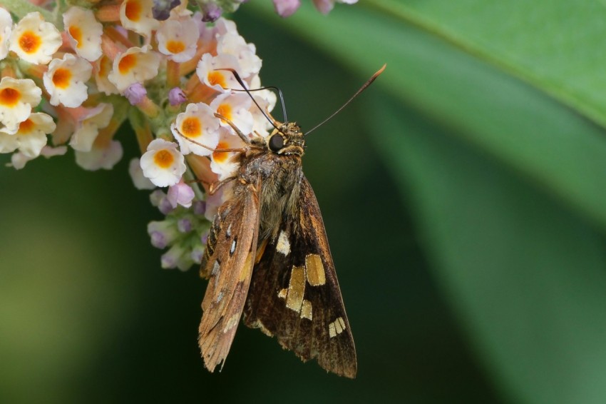 a close up of a butterfly on a flower