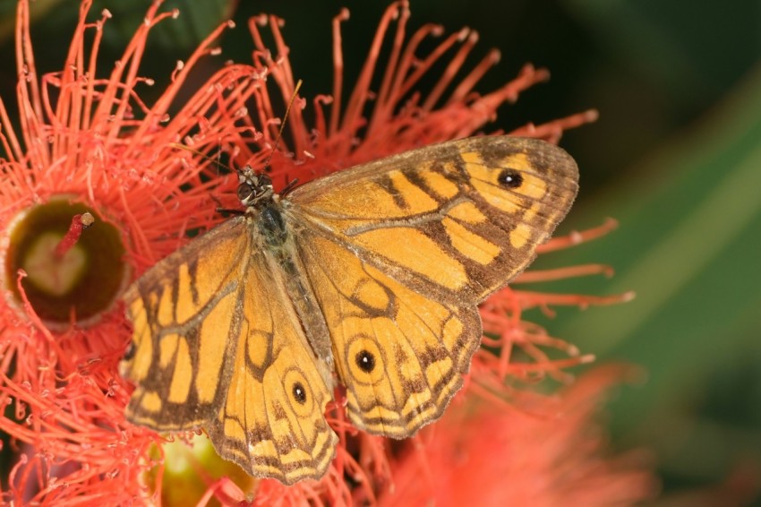 a close up of a butterfly on a flower