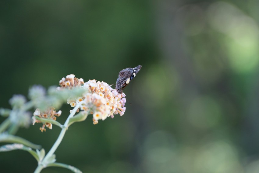 a small bird sitting on top of a flower Kjlk2pD2H