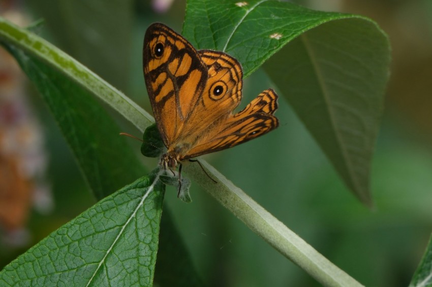 a close up of a butterfly on a leaf