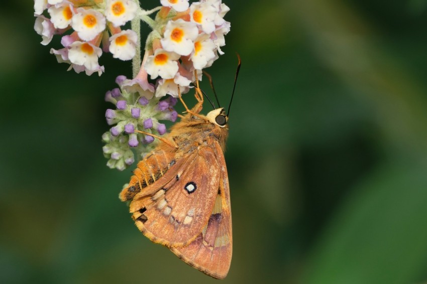 a close up of a butterfly on a flower