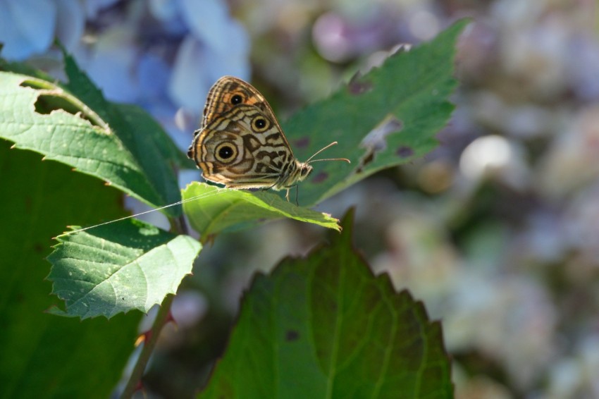 a butterfly sitting on top of a green leaf