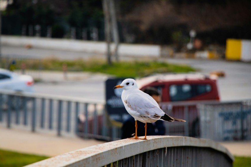 a seagull sitting on a railing in a parking lot