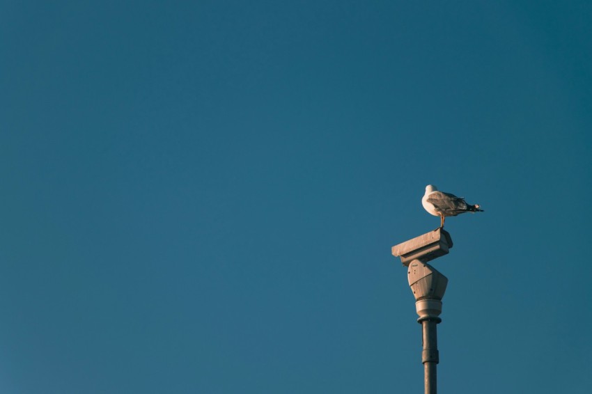 a seagull sitting on top of a light pole