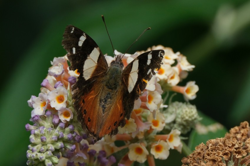 a close up of a butterfly on a flower